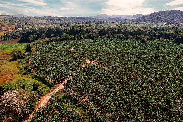 Fotografia de agronegócio em Cajamar: bananal e morros em vista aérea