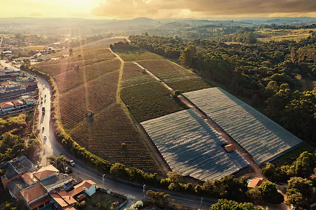 Fotografia de agronegócio em Hortolândia: estufas e plantações sob sol dourado