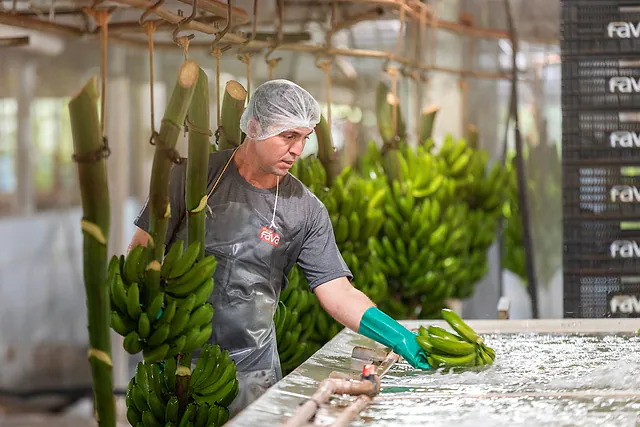 Fotografia de agronegócio em Valinhos: trabalhadora separando pencas de banana